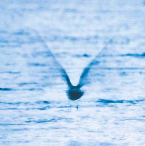 Ryo Fukui - Mellow Dream LP